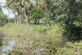 A water body creek in a summer hot day with all those plants shrubs and trees grown around it and their reflections down the water Royalty Free Stock Photo