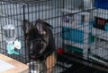 Water bottle hang on cage wall on blur german shepherd dog inside Royalty Free Stock Photo