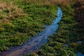 Water brook in green grass Royalty Free Stock Photo