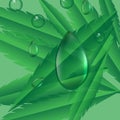 water bubble drop isolated on cannabis leaf background.