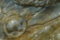 Water bubbles form abstract patterns and tectures 5 Royalty Free Stock Photo