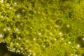 Water bubbles on the surface of a pond covered with algae.