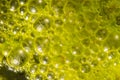 Water bubbles on the surface of a pond covered with algae.