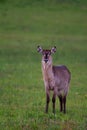 Water buck ewe on a green field .