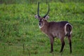 Water buck on a green field .