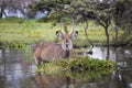 Water Buck at the Naivasha Lake in Kenya Royalty Free Stock Photo