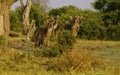 Herd of Water Buck checking us out Royalty Free Stock Photo