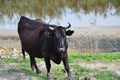 Water buffallo charging Royalty Free Stock Photo