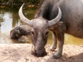 Water buffalo Royalty Free Stock Photo