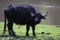 Water buffalo