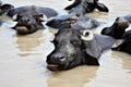 Water Buffalo