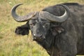 Water buffalo