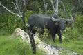 Water buffalo Royalty Free Stock Photo