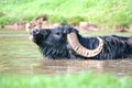 Water Buffalo Royalty Free Stock Photo