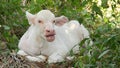 Water buffalo albino resting in greenery. Small funny unique and special albino baby bull grazing in greenery in Thailand. Royalty Free Stock Photo