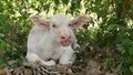 Water buffalo albino resting in greenery. Small funny unique and special albino baby bull grazing in greenery in Thailand. Royalty Free Stock Photo