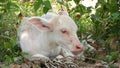 Water buffalo albino resting in greenery. Small funny unique and special albino baby bull grazing in greenery in Thailand. Royalty Free Stock Photo