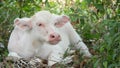 Water buffalo albino resting in greenery. Small funny unique and special albino baby bull grazing in greenery in Thailand. Royalty Free Stock Photo