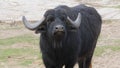 Water buffalo, Asian buffalo, Asiatic buffalo, Wild Asian Buffalo