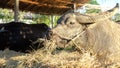 Water Buffalo, Asian Buffalo eating grass, straw in the farm
