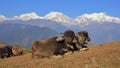 Water buffalo babies in Ghale Gaun and Manaslu range Royalty Free Stock Photo
