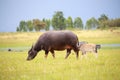 Water buffalo and baby Royalty Free Stock Photo