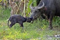 Water buffalo and baby Royalty Free Stock Photo