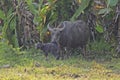 Water buffalo and baby Royalty Free Stock Photo