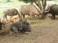 Water Buffalo with the bent horn