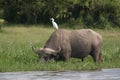 Water buffalo and bird, Uganda