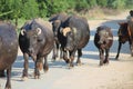 Water buffalo black buffalo a domesticated dairy animal in group