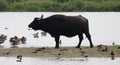 Water buffalo - (Bubalus arnee) at a water source Royalty Free Stock Photo