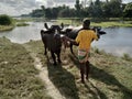 The water buffalo (Bubalus bubalis), also called the domestic water buffalo or Asian water buffalo