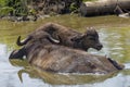 The water buffalo (Bubalus bubalis) Royalty Free Stock Photo