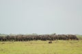 Water buffalo Bubalus bubalis or domestic water buffalo is a large bovid Royalty Free Stock Photo