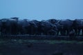 Water buffalo Bubalus bubalis or domestic water buffalo is a large bovid Royalty Free Stock Photo