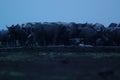 Water buffalo Bubalus bubalis or domestic water buffalo is a large bovid Royalty Free Stock Photo