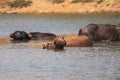 The water buffalo (Bubalus bubalis) or domestic water buffalo is a large bovid originating in the Indian subcontinent Royalty Free Stock Photo