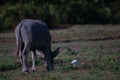 Water buffalo Bubalus bubalis or domestic water buffalo is a large bovid Royalty Free Stock Photo