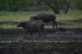 Water buffalo Bubalus bubalis or domestic water buffalo is a large bovid Royalty Free Stock Photo