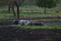 Water buffalo Bubalus bubalis or domestic water buffalo is a large bovid Royalty Free Stock Photo