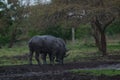 Water buffalo Bubalus bubalis or domestic water buffalo is a large bovid Royalty Free Stock Photo