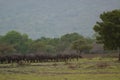 Water buffalo Bubalus bubalis or domestic water buffalo is a large bovid Royalty Free Stock Photo