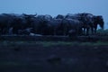 Water buffalo Bubalus bubalis or domestic water buffalo is a large bovid Royalty Free Stock Photo