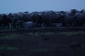 Water buffalo Bubalus bubalis or domestic water buffalo is a large bovid Royalty Free Stock Photo