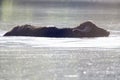 A water buffalo Bubalus bubalis enjoying a bath in a lake.