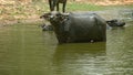 Water buffalo (Bubalus bubalis) in a large puddle looks unkindly