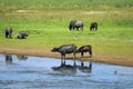 Water Buffalo, Bubalus bubalis reflected in Lake