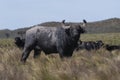 Water buffalo, Bubalus bubalis, species introduced in Argentina,