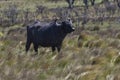 Water buffalo, Bubalus bubalis, species introduced in Argentina,